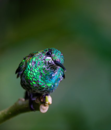 Costa Rica 2025 – Bild 202