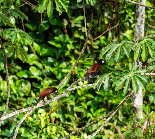 Costa Rica 2025 – Bild 264
