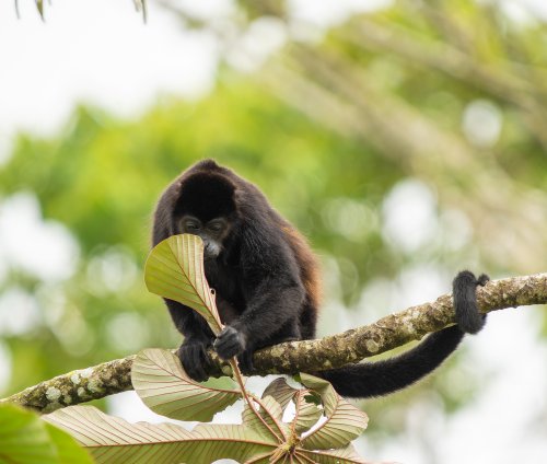 Costa Rica 2025 – Bild 280